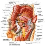 Anatomie: heup,bovenbeen,knie,onderbeen,enkel,voet,acetabulum,collum femoris,trachanter,femur,epicondyl,meniscus,kruisband,cruciate ligament,patella,knieschijf,tibia,fibula,malleolus,talus,calcaneus,tarsus,metatarsus,phalanx,falanx,quadriceps femoris,rectus femoris,sartorius,tensor fasciae latae,tractus iliotibialis,biceps femoris,gastrocnemius,semimembranosus,semitendinosus,soleus,suralis,vena saphena parva,vena saphena magna,sciatic,ischiadicus,peronea